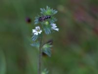 Euphrasia stricta var.brevipila Ravlunda skjutfält, Simrishamn, Skåne, Sweden 20170730_0142