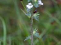 Euphrasia stricta var.brevipila Ravlunda skjutfält, Simrishamn, Skåne, Sweden 20170730_0144