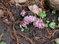 Lathraea squamaria Alnarpsparken, Lomma, Skåne, Sweden 20150329_0021