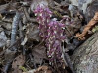 Lathraea squamaria Byåsabacken, Ramsåsa, Tomelilla, Skåne, Sweden 20170506_0044