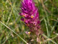 Melampyrum arvense Everöds gamla banvall, Kristianstad, Skåne, Sweden 20130713-290