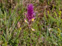 Melampyrum arvense Everöds järnvägsbank, Kristianstad, Skåne, Sweden 20190623_0144