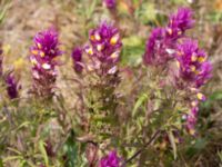 Melampyrum arvense Flötövägen Åhus, Kristianstad, Skåne, Sweden 20160628_0231