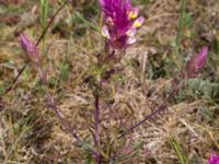 Melampyrum arvense Flötövägen Åhus, Kristianstad, Skåne, Sweden 20160628_0233