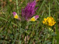 Melampyrum arvense Pallersområdet, Åhus, Kristianstad, Skåne, Sweden 20170719_0230