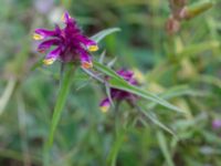 Melampyrum cristatum Snörum, Västervik, Småland, Sweden 20150712_0585