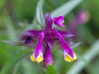 Melampyrum cristatum Snörum, Västervik, Småland, Sweden 20150712_0587