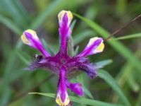 Melampyrum cristatum Snörum, Västervik, Småland, Sweden 20150712_0588