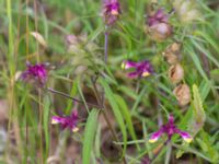 Melampyrum cristatum Snörum, Västervik, Småland, Sweden 20150712_0589