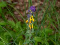 Melampyrum nemorosum Tjolöholm, Kungsbacka, Halland, Sweden 20190716_0246