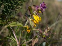 Melampyrum nemorosum Vik, Simrishamn, Skåne, Sweden 20160606_0108