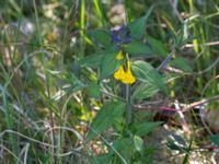 Melampyrum nemorosum Vik, Simrishamn, Skåne, Sweden 20160606_0114