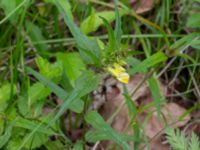 Melampyrum pratense Flisberget, Ronneby, Blekinge, Sweden 20140608_0125