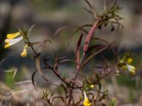 Melampyrum pratense Gropahålet, Kristianstad, Skåne, Sweden 20170719_0301