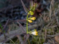 Melampyrum pratense Kaptenens väg, Nyehusen, Kristianstad, Skåne, Sweden 20220626_0141