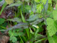 Melampyrum pratense Tveta vattenverk, Mörbylånga, Öland, Sweden 20150606_0016 (1)