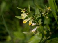 Melampyrum pratense Tveta vattenverk, Mörbylånga, Öland, Sweden 20150606_0043 (1)