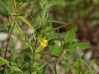 Melampyrum sylvaticum Fjärilsvägen, Grinduga, Gävle, Gästrikland, Sweden 20150705_0448