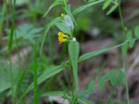 Melampyrum sylvaticum Vitberget, Älvsbyn, Norrbotten, Sweden 20150711_0604