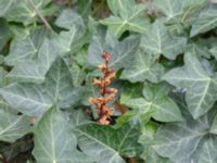 Orobanche hederae Botaniska trädgården, Lund, Skåne, Sweden 20180816_0011