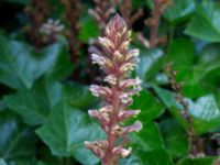 Orobanche hederae Gamla begravningsplatsen, Landskrona, Skåne, Sweden 20160711_0166