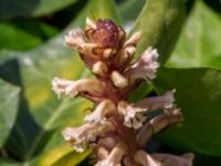 Orobanche hederae Gamla begravningsplatsen, Landskrona, Skåne, Sweden 20160711_0169