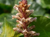 Orobanche hederae Gamla begravningsplatsen, Landskrona, Skåne, Sweden 20160711_0170