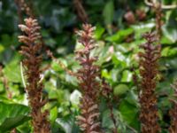 Orobanche hederae Gamla begravningsplatsen, Landskrona, Skåne, Sweden 20160711_0171