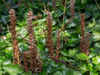 Orobanche hederae Gamla begravningsplatsen, Landskrona, Skåne, Sweden 20160711_0172