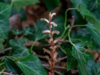 Orobanche hederae Segerstads kyrka, Mörbylånga, Öland, Sweden 20180810_0100