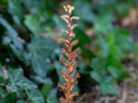 Orobanche hederae Segerstads kyrka, Mörbylånga, Öland, Sweden 20180810_0101