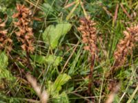 Orobanche minor Ängavallen, Vellinge, Skåne, Sweden 20150808_0020