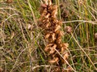 Orobanche minor Ängavallen, Vellinge, Skåne, Sweden 20150808_0021