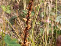 Orobanche minor Ängavallen, Vellinge, Skåne, Sweden 20150808_0022