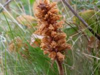 Orobanche minor Ängavallen, Vellinge, Skåne, Sweden 20180620_0021