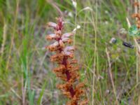 Orobanche minor 550 m VNV Maglarps kyrka, Trelleborg, Skåne, Sweden 20180620_0028