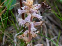 Orobanche minor 550 m VNV Maglarps kyrka, Trelleborg, Skåne, Sweden 20180620_0031