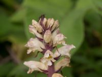 Orobanche reticulata Övedsgården, Sjöbo, Skåne, Sweden 20160714_0072