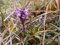 Pedicularis langsdorfii Coffee Dome, Nome, Alaska, USA 20140620_1119