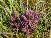 Pedicularis palustris ssp. palustris Lyngsjö äng, Kristianstad, Skåne, Sweden 20160508_0023