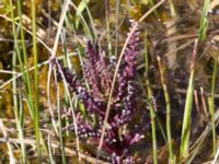 Pedicularis palustris ssp. palustris Lyngsjö äng, Kristianstad, Skåne, Sweden 20160508_0038