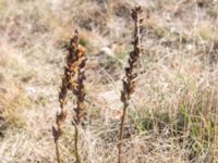 Pedicularis sibthorpii Ai Petri, Crimea, Russia 20150917_0174