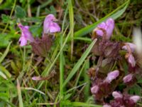 Pedicularis sylvatica ssp. sylvatica Skanörs ljung, Falsterbonäset, Vellinge, Skåne, Sweden 20150628_0035