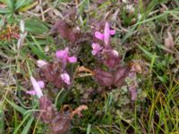 Pedicularis sylvatica ssp. sylvatica Skanörs ljung, Falsterbonäset, Vellinge, Skåne, Sweden 20150628_0044