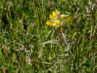 Rhinanthus angustifolius Gråborg, Mörbylånga, Öland, Sweden 20150607_0060