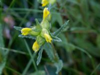 Rhinanthus angustifolius Kungsmarken, Lund, Skåne, Sweden 20160528_0078