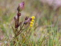 Rhinanthus minor ssp. minor Skanörs ljung, Falsterbonäset, Vellinge, Skåne, Sweden 20150628_0061