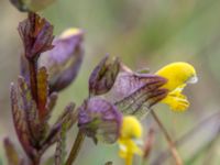 Rhinanthus minor ssp. minor Skanörs ljung, Falsterbonäset, Vellinge, Skåne, Sweden 20150628_0062