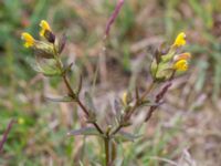 Rhinanthus minor ssp. minor Skanörs ljung, Falsterbonäset, Vellinge, Skåne, Sweden 20150628_0063