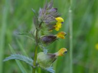 Rhinanthus minor ssp. minor ssp. angustifolius Gyetorpskärret, Kristianstad, Skåne, Sweden 20170610_0050